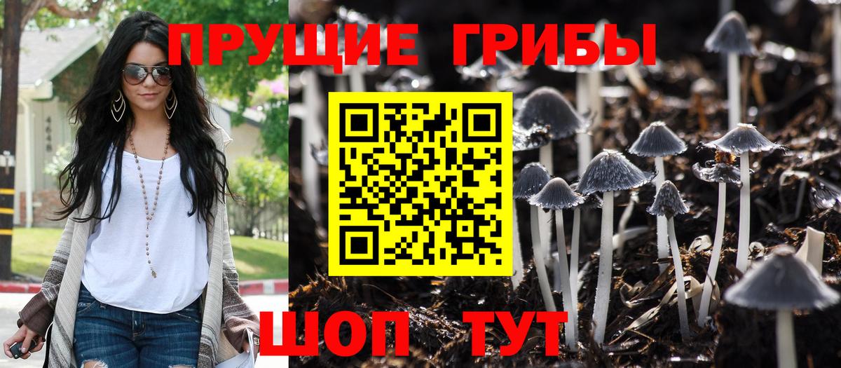 Псилоцибиновые грибы Psilocybe Златоуст